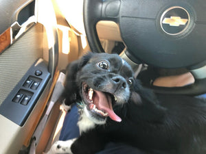 dog in the car